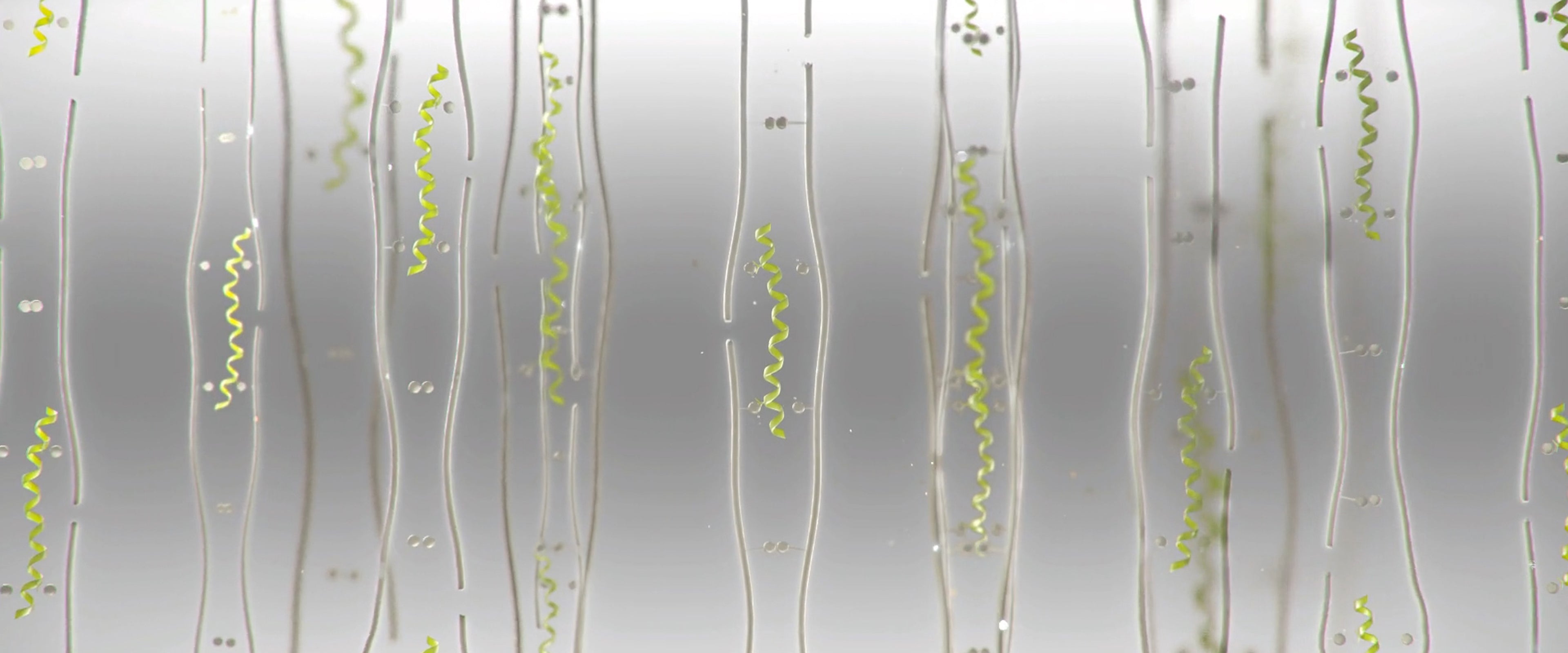 Biomimetics 101