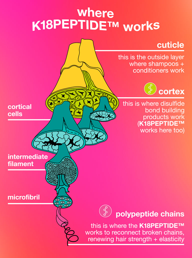 Illustration of hair structure with K18PEPTIDE® labeled on a pink and orange gradient background.