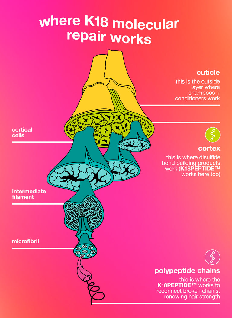 model-of-the-hair-follicle