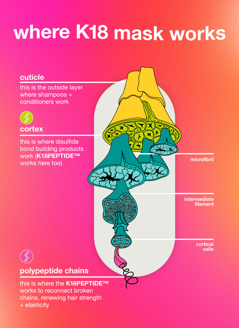 Scientific diagram of a hair strand.