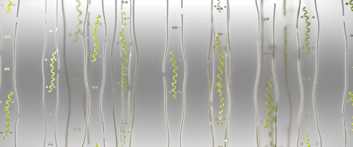 Biomimetics 101