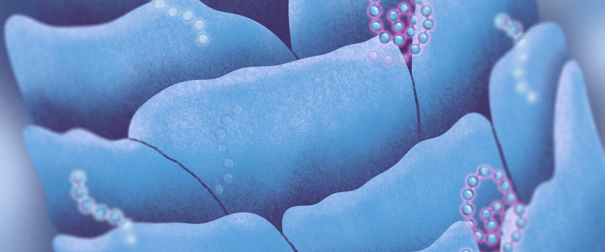 Is K18 a Protein?