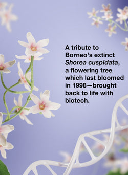Floral arrangement with text about Borneo's extinct Shorea cuspidata and biotech revival.