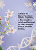 Floral arrangement with text about Borneo's extinct Shorea cuspidata and biotech revival.