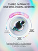 Infographic for a hair care product with a multicolored circular design and text about biological system pathways.